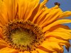 Sunflower and bee
