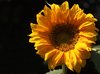 Sunflower and bee