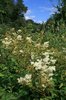 Wild meadowsweet flowers