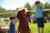 Happy Hungarian Vizsla