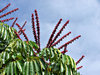umbrella tree flowers