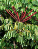 umbrella tree flowers