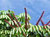 umbrella tree flowers