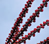 umbrella tree flowers