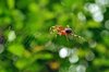 Spider running after prey