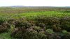 English moors 2