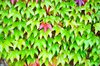 Ivy texture