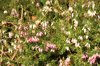 Flowering bush