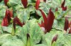 Red foliage