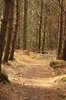 Forest path