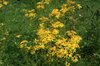 Wild ragwort flowers