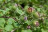 Wild burdock flowers