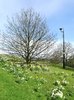 Secure daffodils