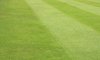 Lawn