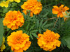 Orange flowers