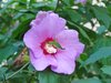hibiscus with grasshopper