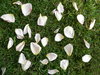 Rose Petals