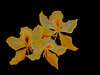 Golden Bauhinias 2
