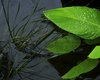 Spring shower 1