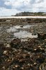 Rockpools and shellfish