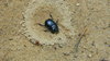 Dor beetle