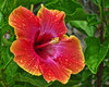 Hibiscus