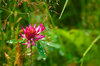Wet flower