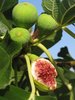 fig tree