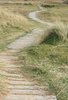 Path through the dunes