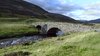 Braw 4