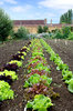 Kitchen Garden