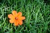 Grass
