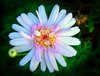 Flower 1