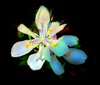 Flower 3