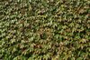 Ivy background