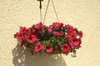 Hanging basket