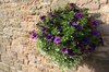 Hanging basket