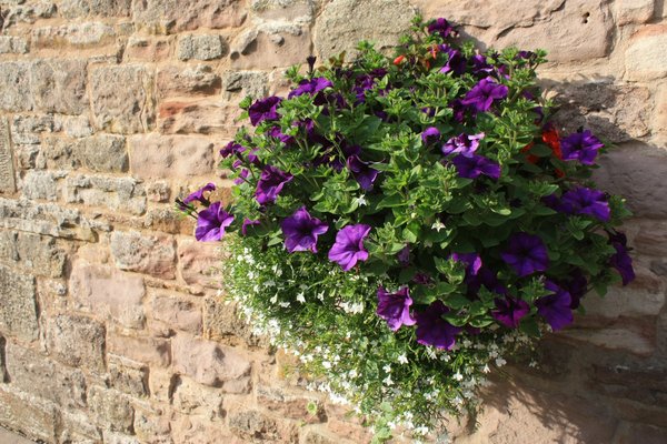 Free Stock Photos Rgbstock Images Hanging Basket Hanging Basket Flowers In A