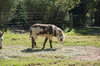 mammal