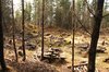 Forest clearing