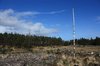 Forest clearing