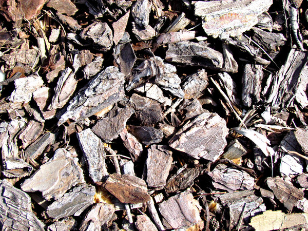 chip of the old block: ground covered with wood chips