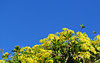 gold, green & blue