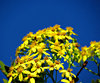 gold, green & blue