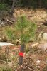 Pine tree seedling