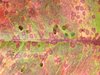 Dying  Leaf texture