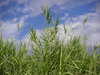 Grass in the wind
