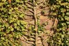 Tree of life