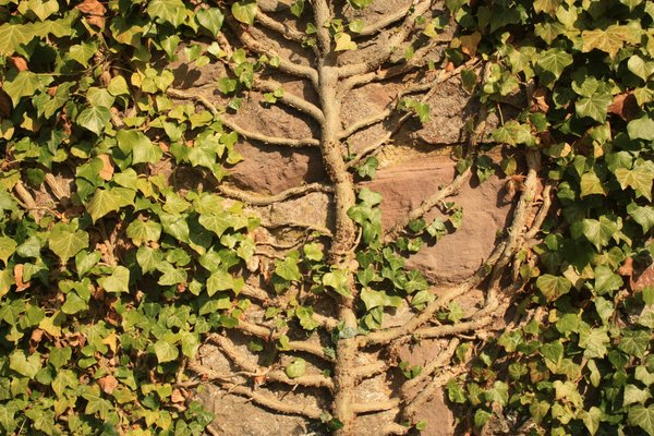 Tree of life: Trunk and branches of an ivy plant