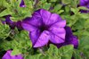 Purple flower